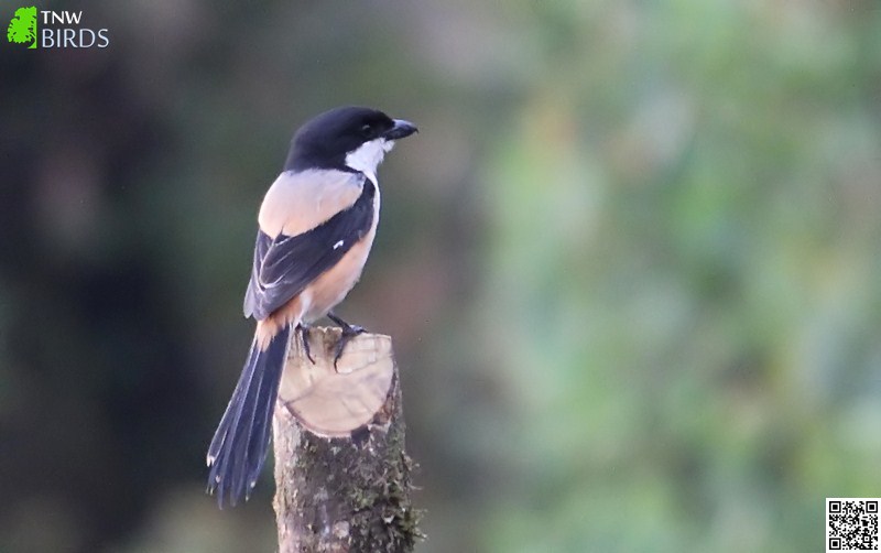 Black-headed Shrike